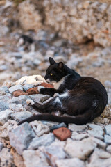 A black and white cat lies comfortably on a bed of rocks in a sunny area. The cat appears relaxed and content, enjoying a peaceful moment outdoors