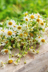 Chamomile for alternative medicine and cosmetics. Selective focus.