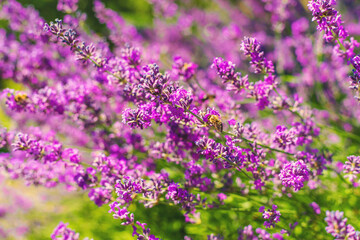 Lavender blooms in the garden. Selective focus.