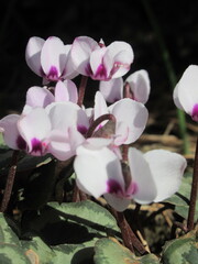 Zbliżenie na jasnoróżowe kwiaty rośliny z gatunku cyclamen