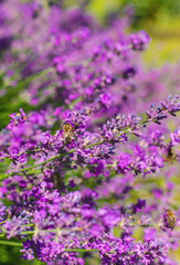 Fototapeta premium Lavender blooms in the garden. Selective focus.