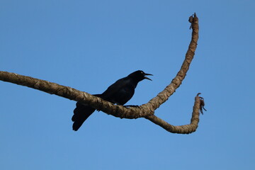 Grackle