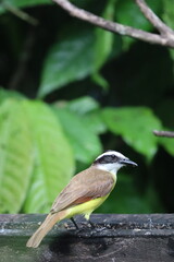 Great Kiskadee