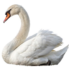 Fototapeta premium Elegant Swan PNG Standing Pose Isolated on White Background
