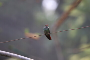 Hummingbird