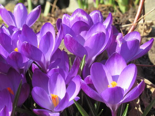 Fioletowe krokusy skąpane w promieniach słońca © Kumulugma