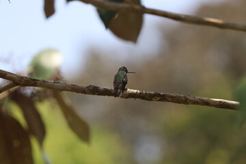 Hummingbird