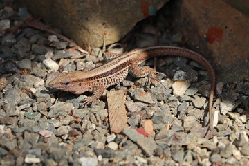 Wall Lizard