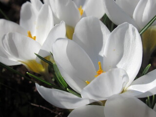 Zbliżenie na białe kwiaty krokusa © Kumulugma