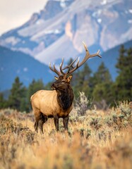 Elk in mountain meadow