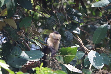 Capuchin