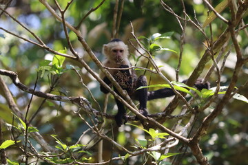 Capuchin