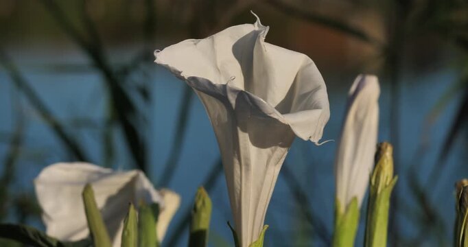 Datura innoxia Mill, known as pricklyburr. (D. innoxia). Occitania, Southern France