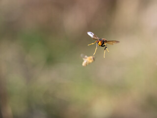 Asiatische Hornisse (Vespa velutina) jagt Honigbienen
