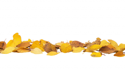 A serene autumn scene featuring a scattering of yellow leaves on a rustic wooden table. evoking a sense of calm and transition. perfect for seasonal decor or nature-themed projects