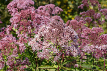 Eupatorium is a perennial plant of the Asteraceae family. An ornamental flowering plant.