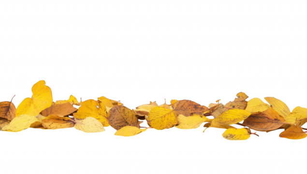 A serene autumn scene featuring a scattering of yellow leaves on a rustic wooden table. evoking a sense of calm and transition. perfect for seasonal decor or nature-themed projects
