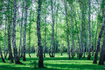 Obraz premium birch grove in daylight, lots of trees and lush grass
