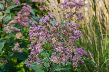 Eupatorium is a perennial plant of the Asteraceae family. An ornamental flowering plant.