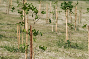 A field of trees with a few of them being saplings