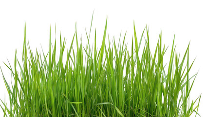 Fototapeta premium Lush green grass with tall blades swaying gently in a light breeze. set against a clean white background. perfect for nature-themed projects and designs