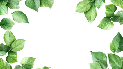 Fototapeta premium A arrangement of various green leaves framing a blank white space. ideal for nature-themed designs or backgrounds. evoking freshness and tranquility in a serene setting
