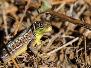 Westliche Smaragdeidechse (Lacerta bilineata)