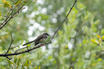 Sunda Pied Fantail singing in a tree