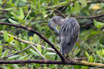 A stork is perched on a mangrove tree