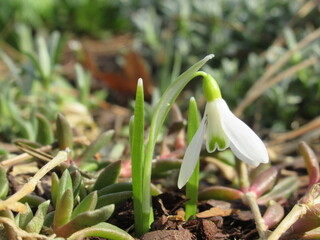 Zbliżenie na białe kwiaty rośliny z gatunku Galanthus  © Kumulugma