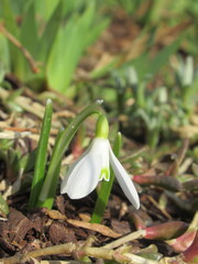 Zbliżenie na białe kwiaty rośliny z gatunku Galanthus  © Kumulugma