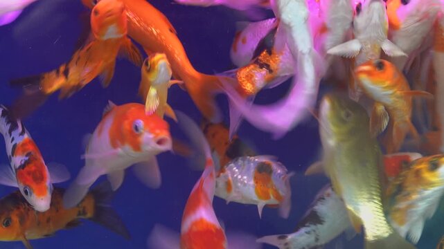 Goldfish or Golden carp (Japanese name is Koi fish, Nishikigoi, Cyprinus carpio haematopterus), as object of breeding in ceremonial ponds and aquariums, pisciculture. Vietnam