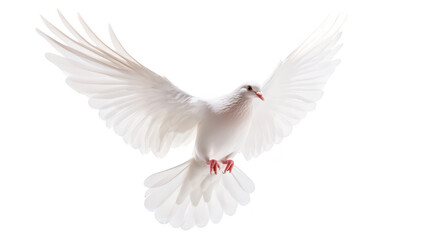A graceful white dove in mid-flight. wings fully spread. symbolizing peace and freedom against a pure white background. perfect for use in articles or designs about tranquility