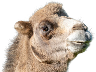 Obraz premium Close-up view of a camel's face showing its distinctive features in natural light