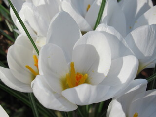 Zbliżenie na białe kwiaty krokusa © Kumulugma