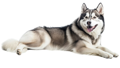 Fototapeta premium A majestic Siberian Husky lounging comfortably on a pristine white background. its striking fur and playful demeanor. ideal for pet-related content and animal photography