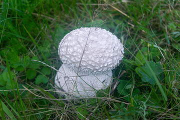 Mushroom mosaic puffball growing in meadows in spring, summer and autumn