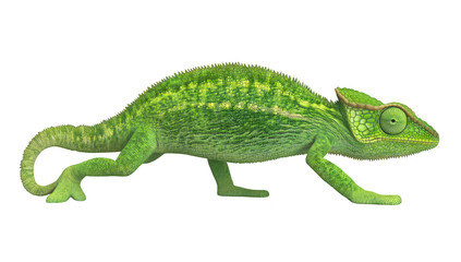 Obraz premium A green chameleon gracefully moving across a white background. its unique texture and coloration. ideal for educational materials on reptiles or nature