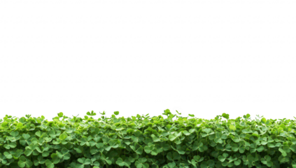 Lush green hedge with clover leaves against a clean white background. ideal for nature-themed designs or landscaping concepts