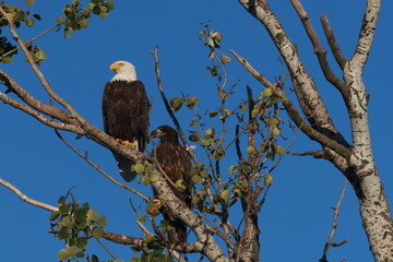 Eagle's on branch