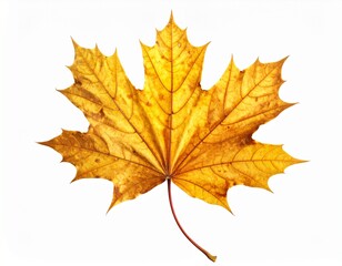 Fototapeta premium Autumnal Maple Leaf A Vibrant Symbol of Fall's Arrival and Seasonal Change