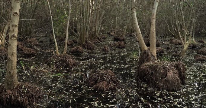Swamps of Beauchamp, Arles, Provence, Bouches du Rhone department, France