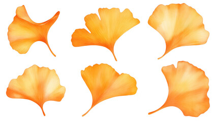 Naklejka premium A collection of ginkgo biloba leaves in shades of orange. their unique shapes and textures. set against a clean white background. ideal for nature-themed designs and illustrations
