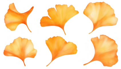 A collection of ginkgo biloba leaves in shades of orange. their unique shapes and textures. set against a clean white background. ideal for nature-themed designs and illustrations