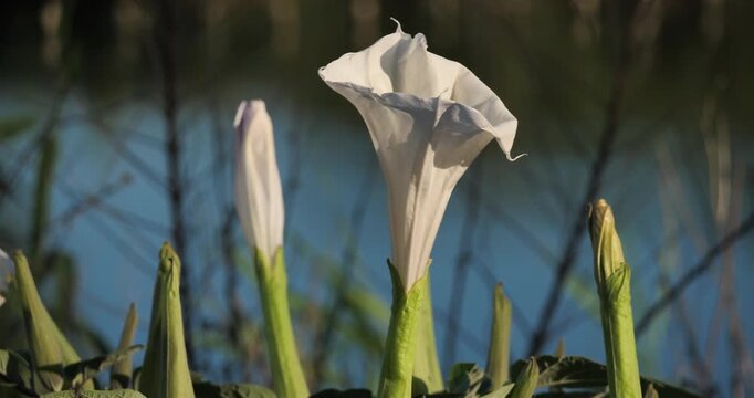Datura innoxia Mill, known as pricklyburr. (D. innoxia). Occitania, Southern France
