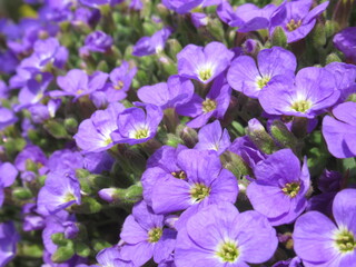 Zbliżenie na kwiaty żagwiny (Aubrieta) © Kumulugma