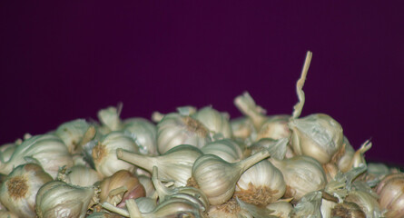Fresh Garlic Bulbs on Purple Background