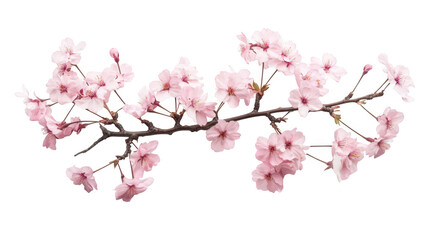 Obraz premium A delicate branch of pink cherry blossoms elegantly arranged on a white background. the beauty of spring. perfect for floral-themed designs or nature-inspired projects