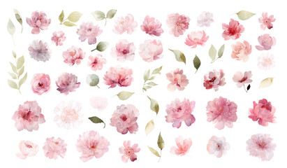 PrintLarge set of soft pink watercolor vector flowers with roses peonies asters and abstract blossoms in delicate transparent floral style for creative design projects