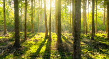 Obraz premium morning in the forest